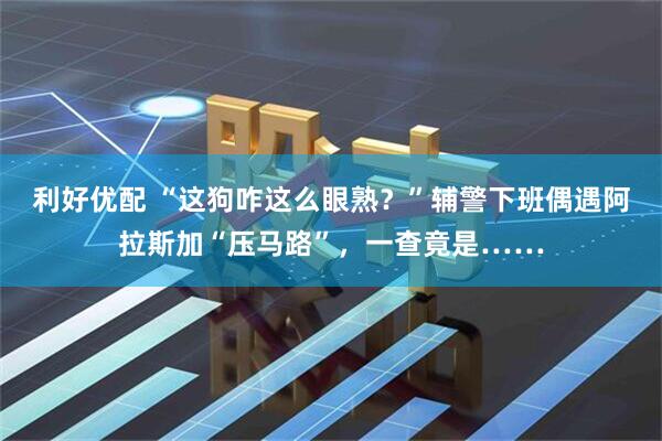 利好优配 “这狗咋这么眼熟？”辅警下班偶遇阿拉斯加“压马路”，一查竟是……
